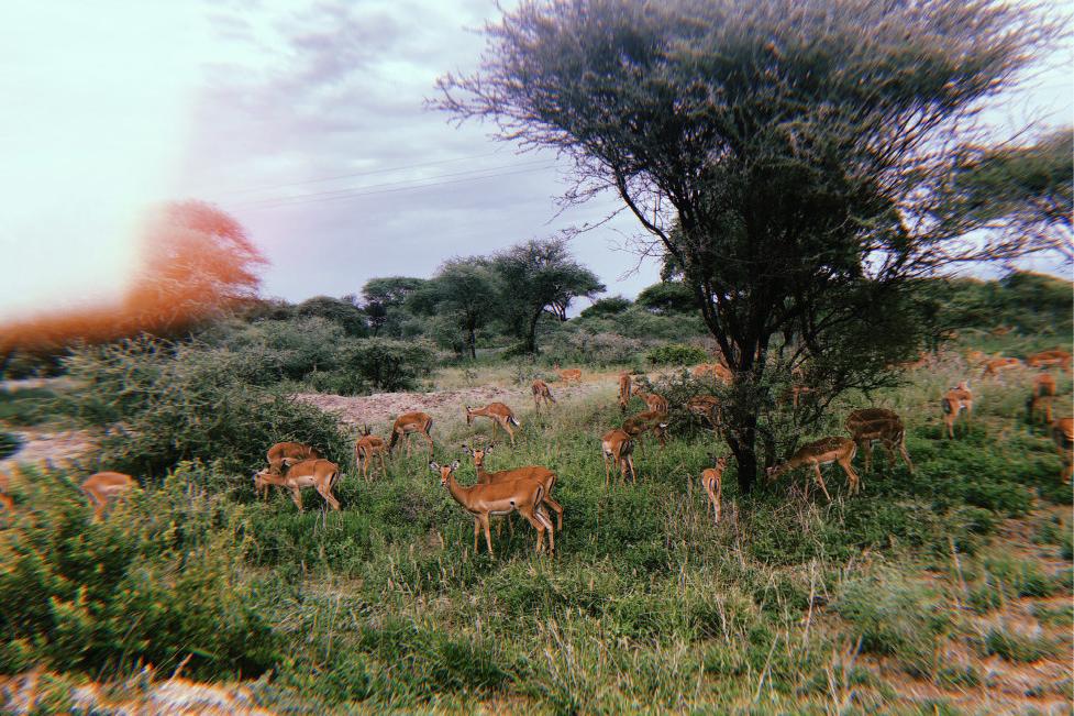 Students see antelope on a safari in Serengeti.